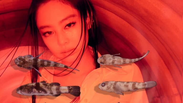 Новый вид рыб назвали в честь участницы BLACKPINK