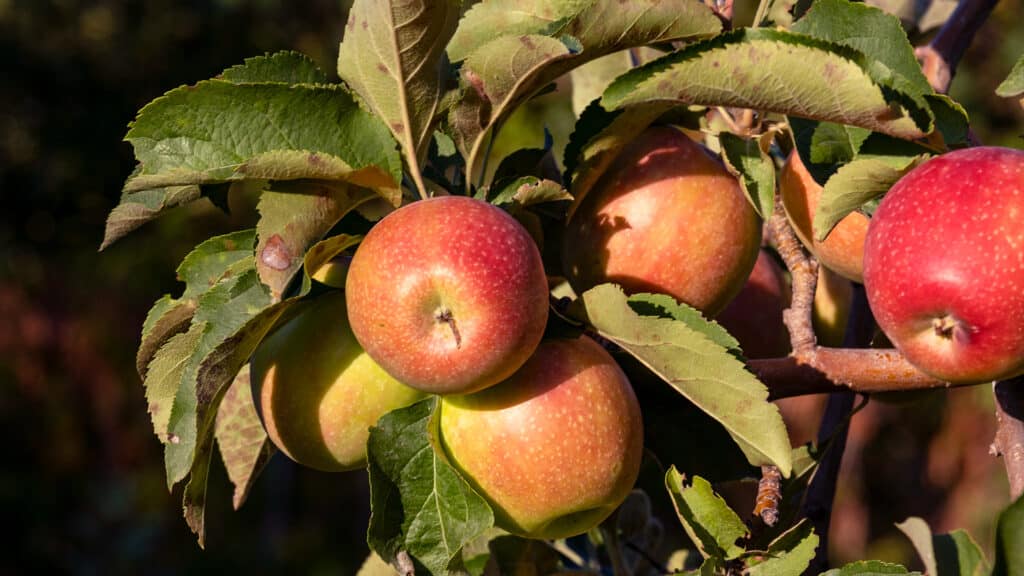 Ripe red apples on old trees in abandoned gardens not far from Almaty.