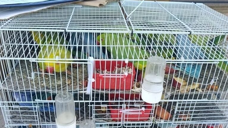Автобус из Петропавловска остановили из-за партии экзотических попугаев