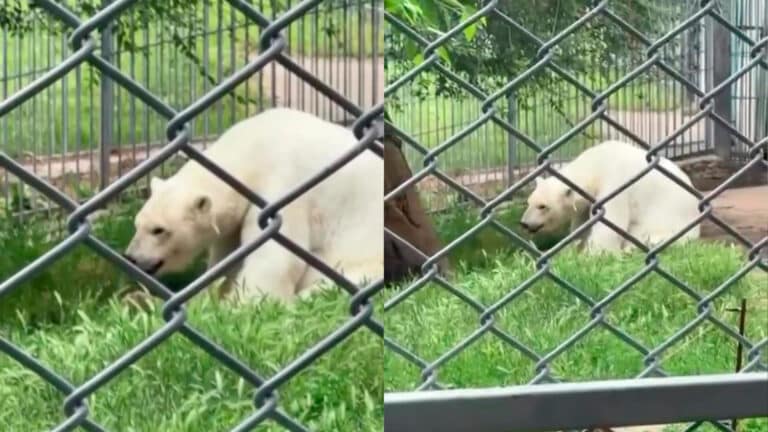 Зоопарк Алматы объяснил шокировавшее казахстанцев видео с медведицей