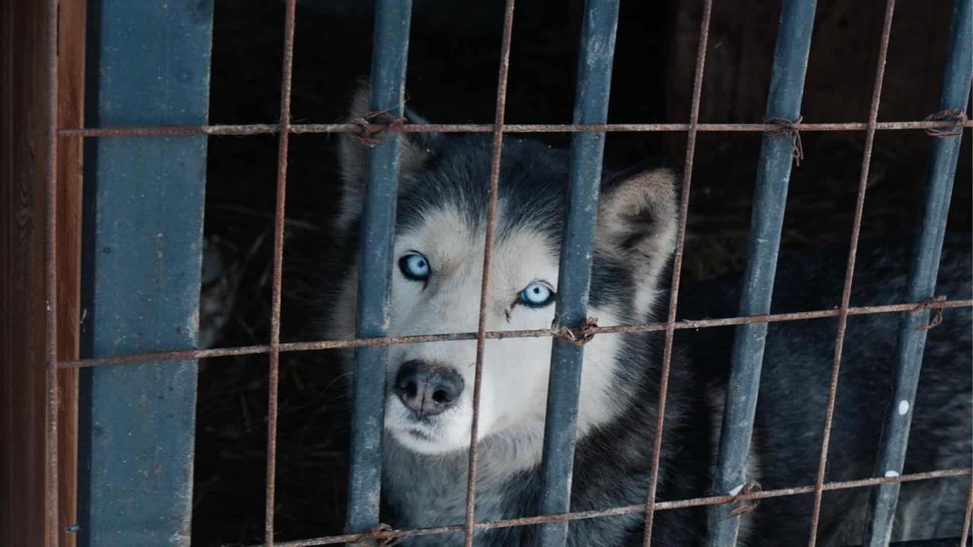 собаки