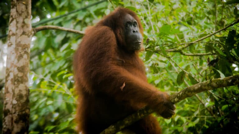 Extreme weather wipes out 7% of world's rarest orangutan population