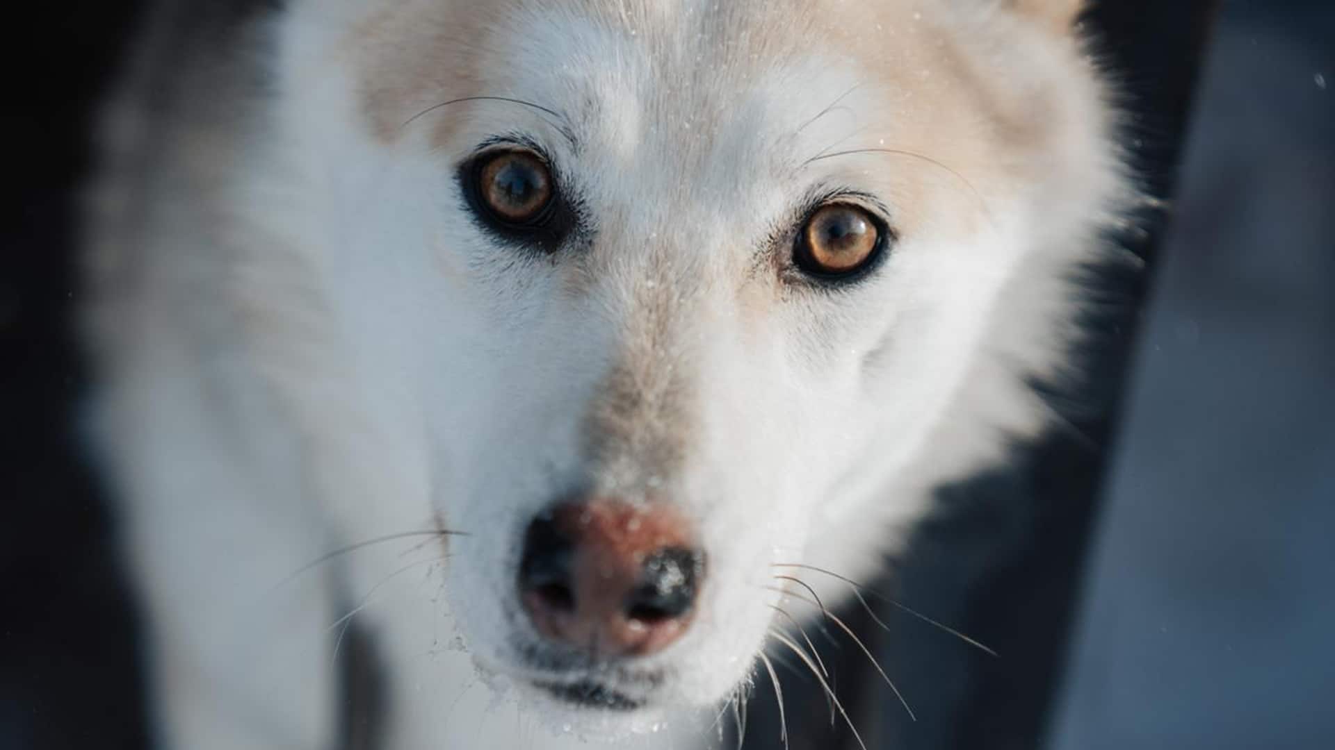 собаки