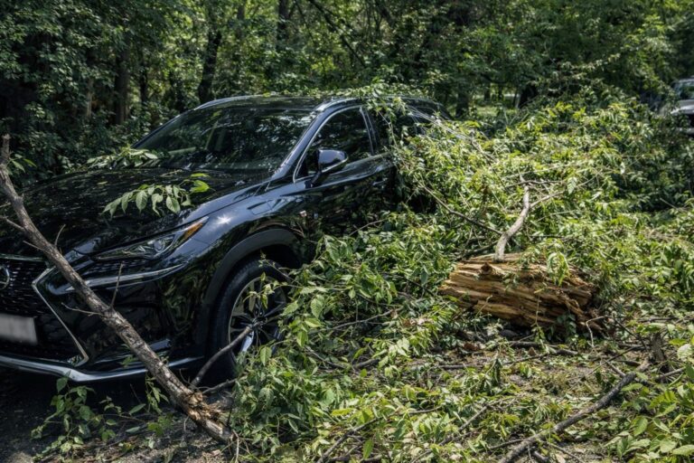 Дерево рухнуло на припаркованный Lexus в Алматы