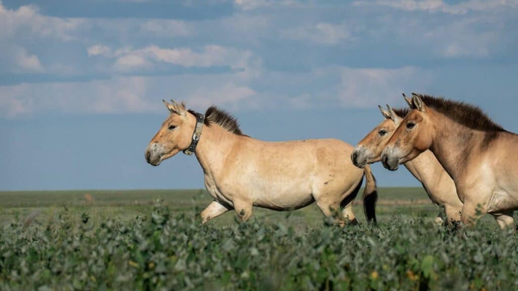 Wild Przewalski's horses return to the Kazakh steppe