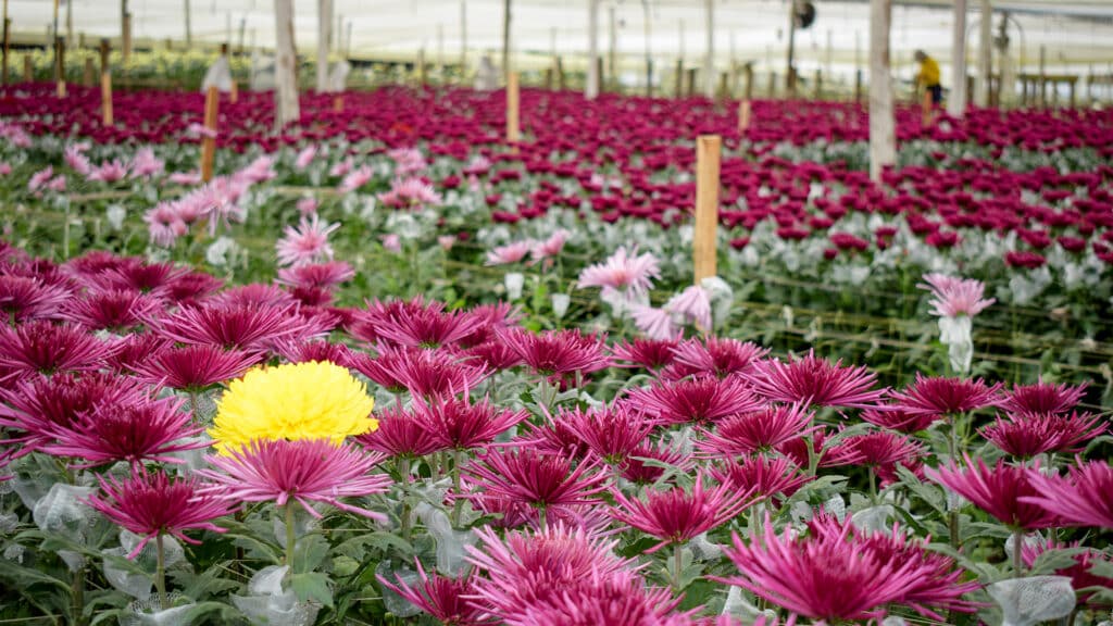 Colombian Flower Farm Greenhouse View