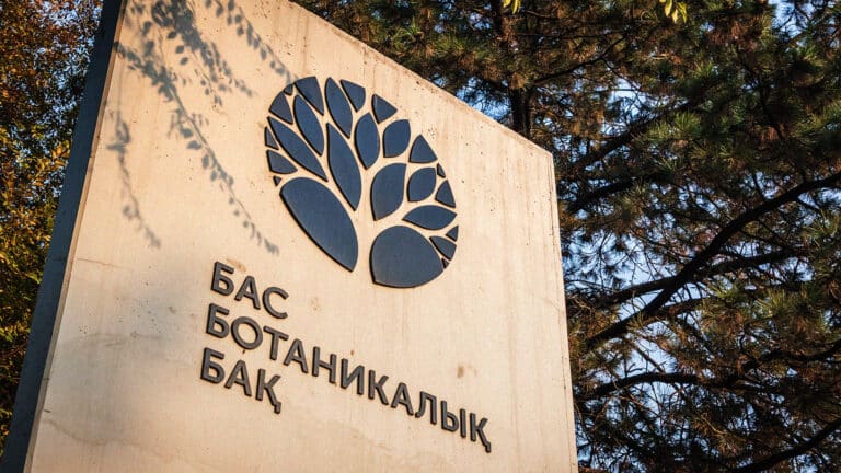 Почему спилили знаменитую иву «Эйву» в Ботаническом саду Алматы