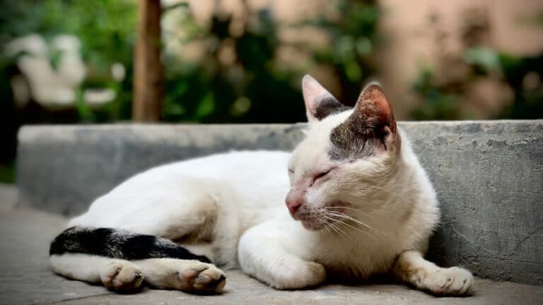 Los Angeles faces rising animal welfare challenges