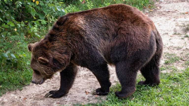 Ослабленный бурый медведь вышел на дорогу к водителям в ВКО