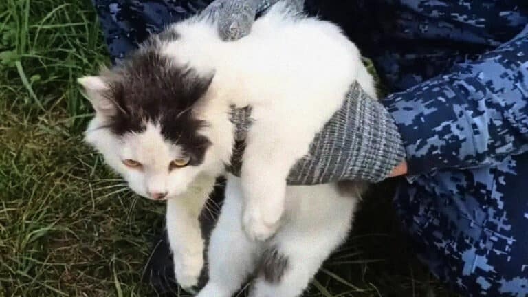 Кота-наркокурьера поймали в России 