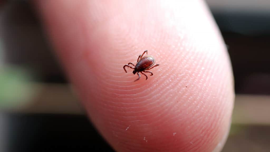 live tick on the skin and leaf