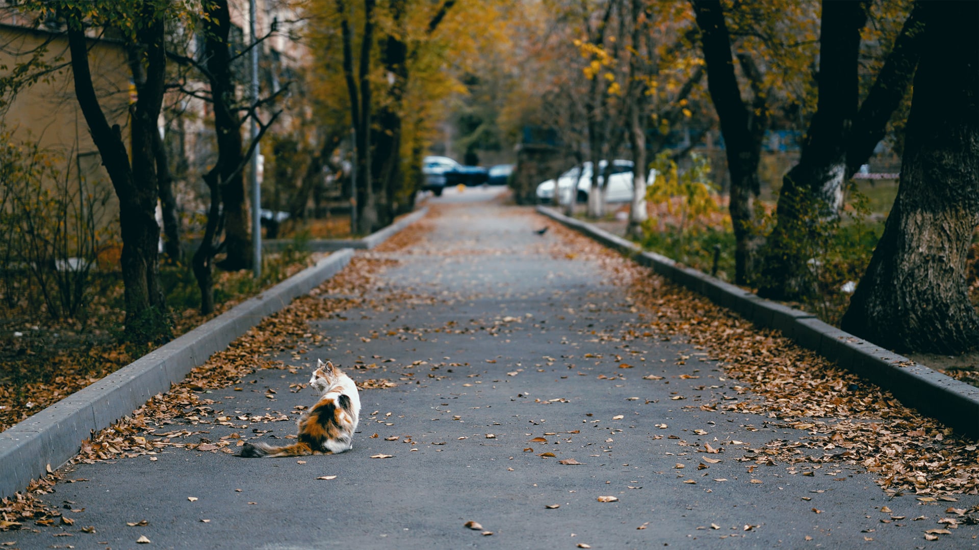 погода
