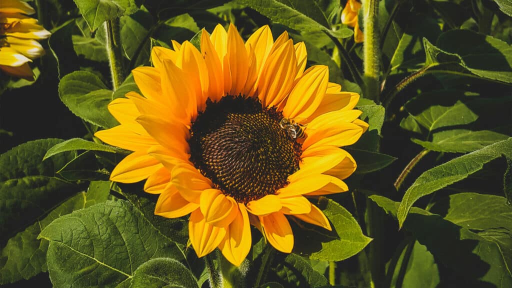Фото в подсолнухах ценой в штраф: на трассе Астана — Щучинск наказали 25 водителей