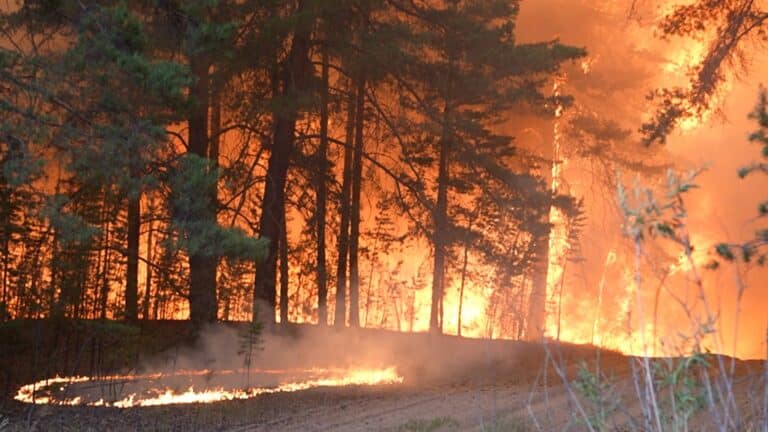 Бурабай тағиби паркінде орман өртенді