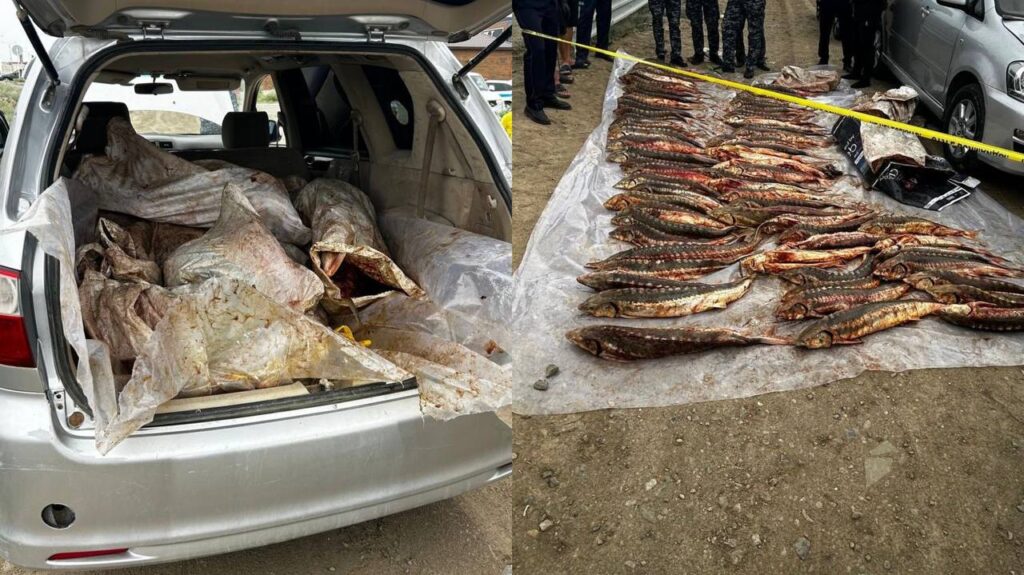 Сотни килограмм осетровой рыбы нашли в автомобиле в Атырау