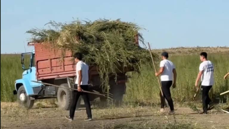 Жамбыл облысында 580 гектар қарасора жойылды