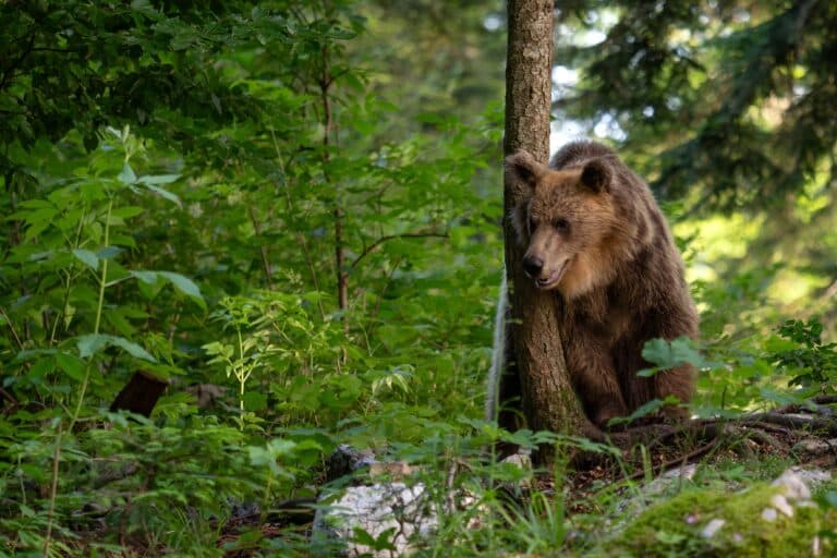 Хозяин Тянь-Шаня на прогулке: уникальные кадры скрытой камеры из заповедника