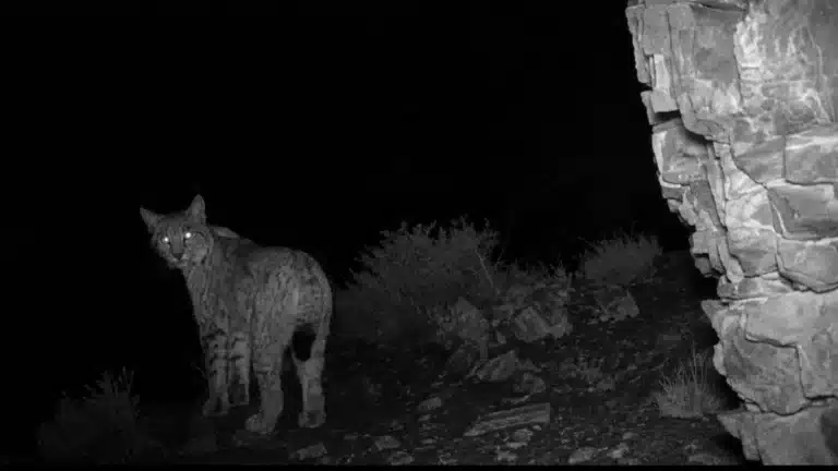 Редчайший гость: кого поймали фотоловушки в Чарынском нацпарке