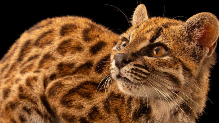 Новый вид диких кошек нашли ученые впервые за 100 лет