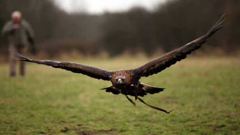 Golden eagle clashes with police officer at World Nomad Games in Kyrgyzstan