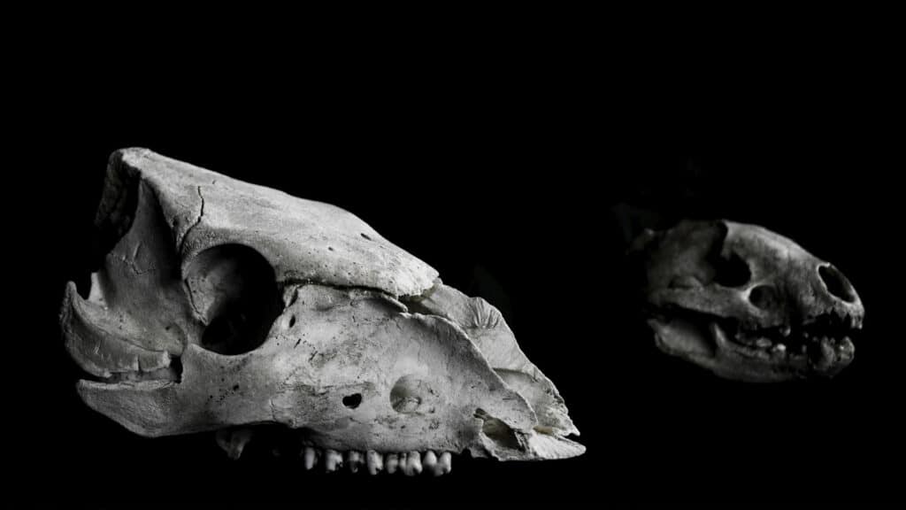US changes endangered species rules, narrows definition of ‘harm’