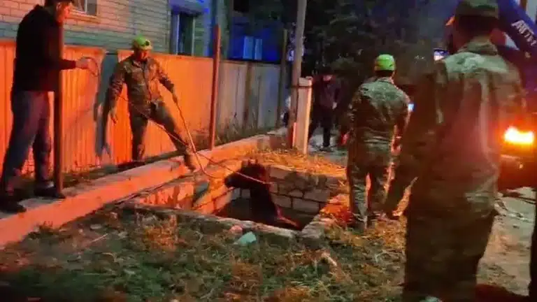 В Атырау спасли упавшую в колодец лошадь