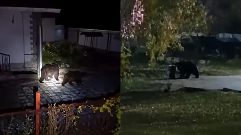 Медведи бродят возле домов и школы в Риддере: жители требуют принять меры